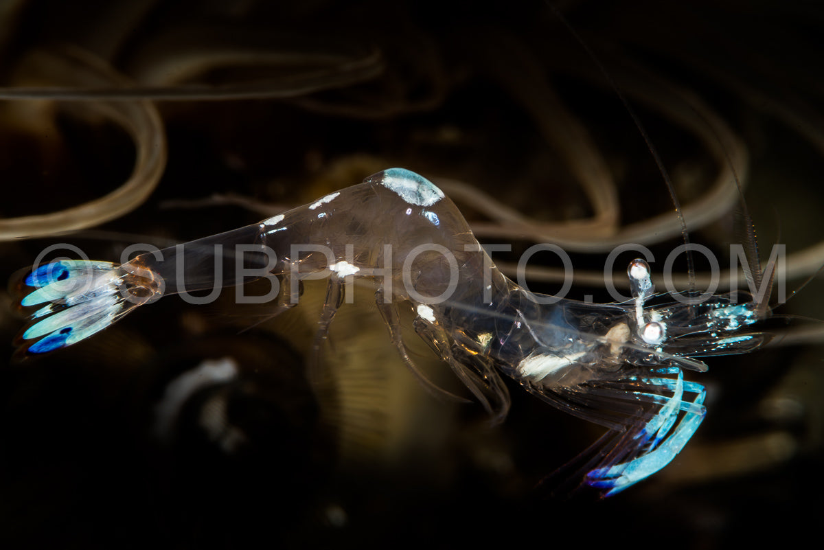 Photo de crevette anémone magnifique