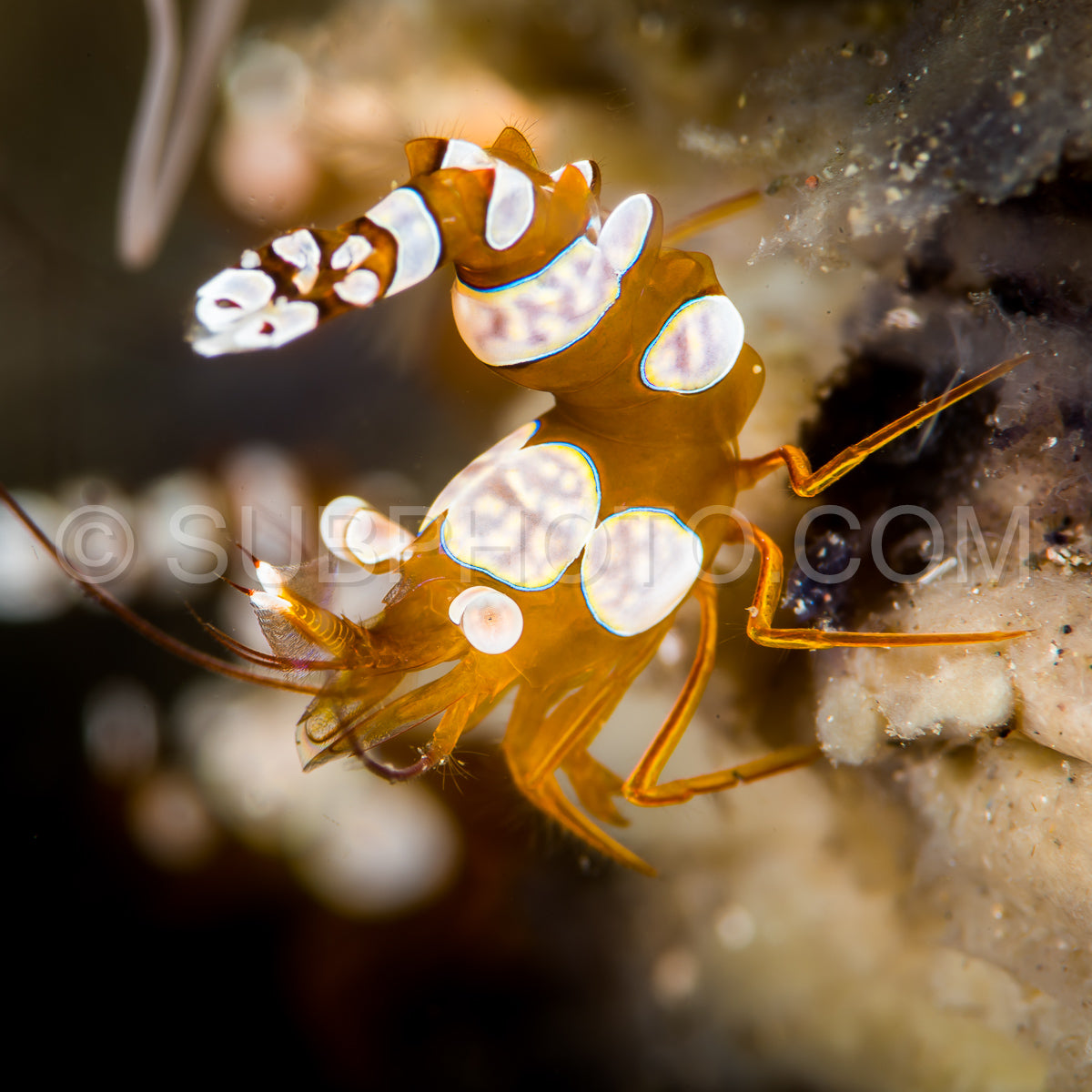 Photo de Crevette Thor squat