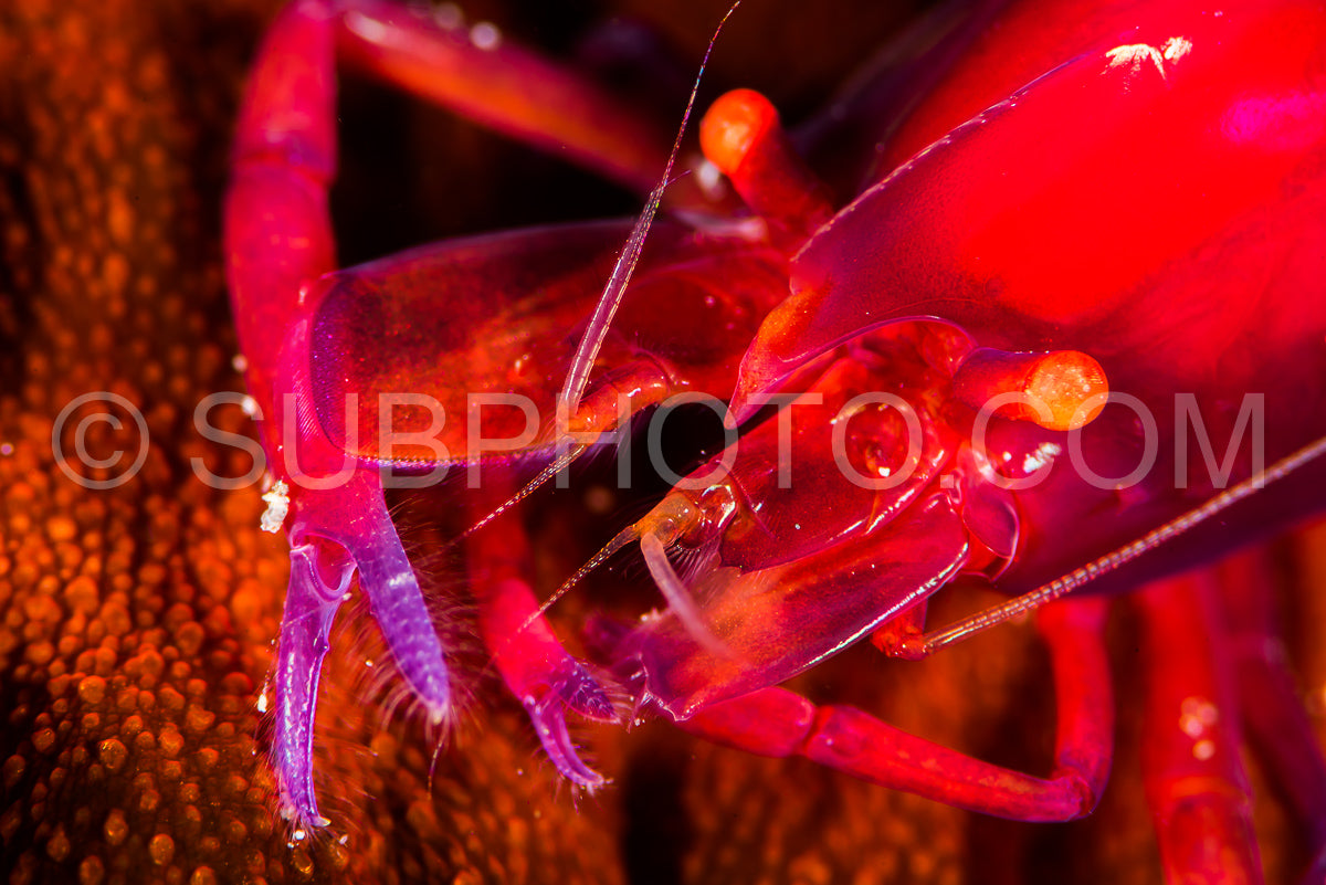 undetermined snapping shrimp over a sea cucumber