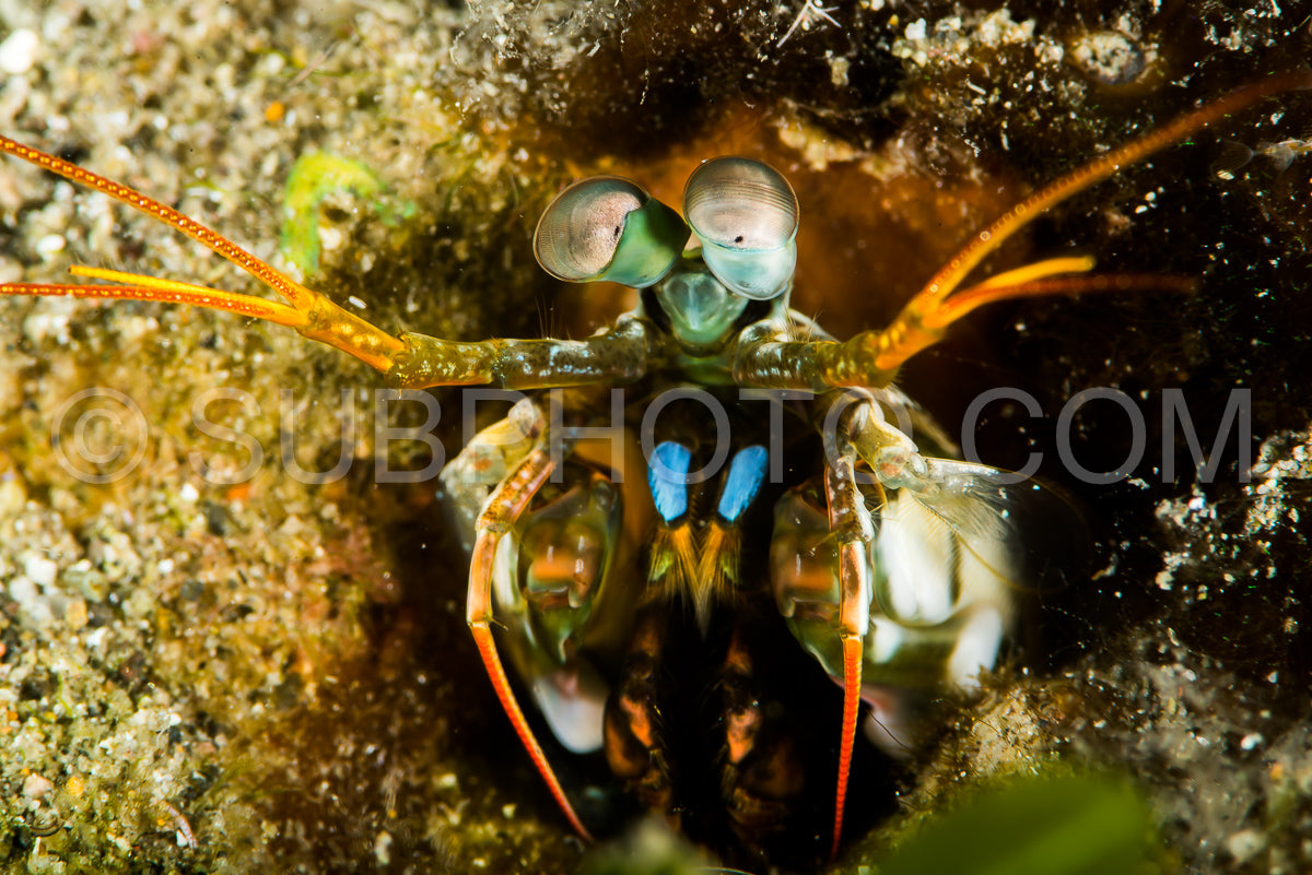 blue spot mantis shrimp
