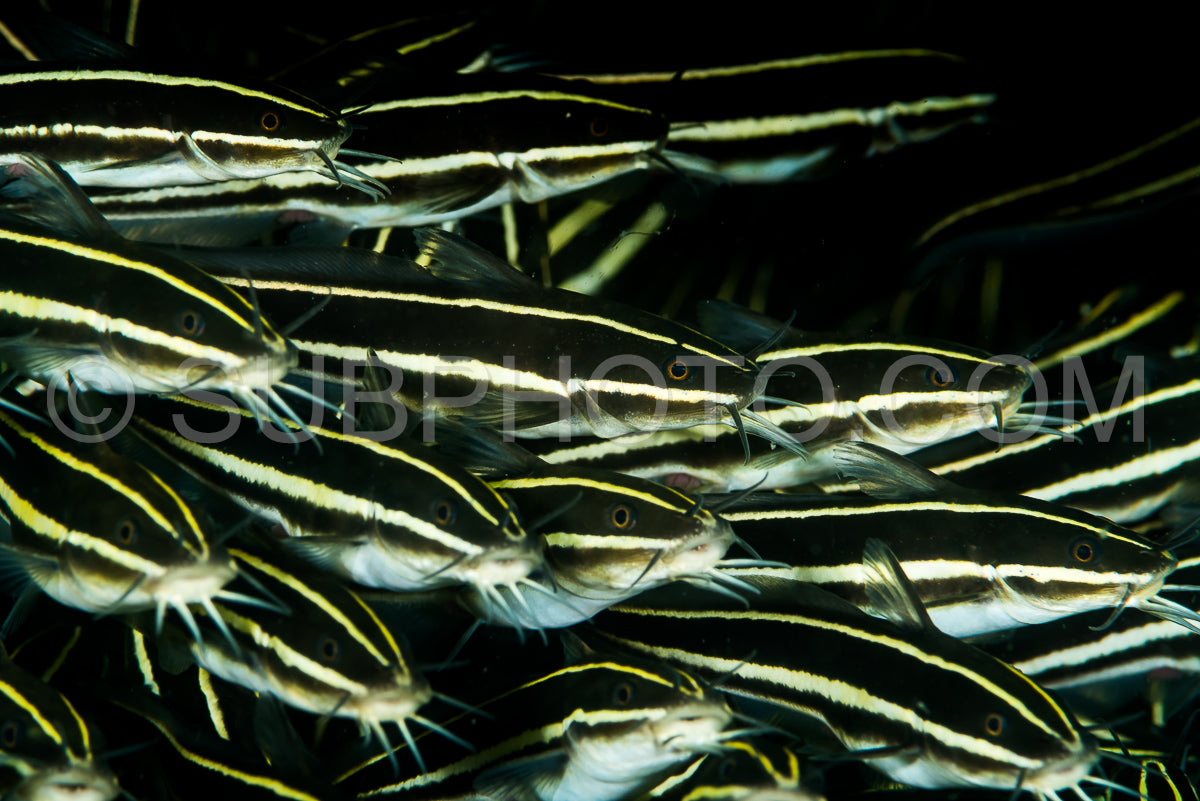 schooling of juvenile coral catfish or striped eel catfish or saltwater catfish