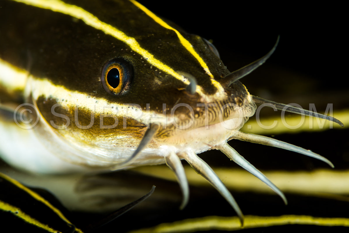schooling of juvenile coral catfish or striped eel catfish or saltwater catfish