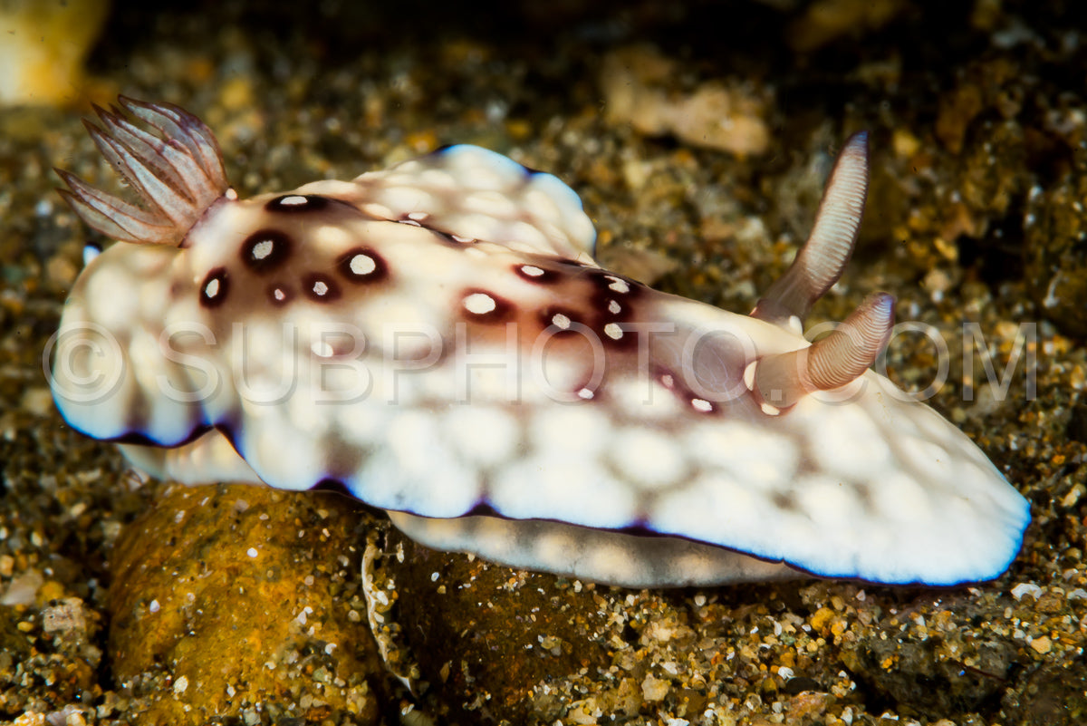 Photo de nudibranche goniobranchus hintuanensis limace de mer