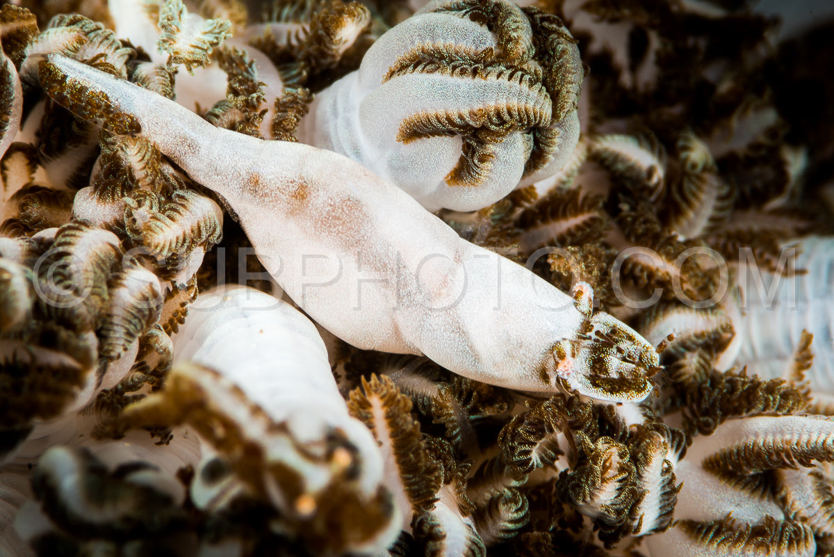 Photo de crevette xénia dans un corail mou