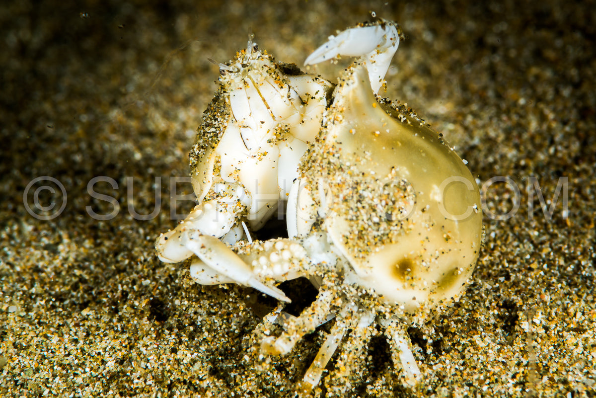 two olive purse crab fighting