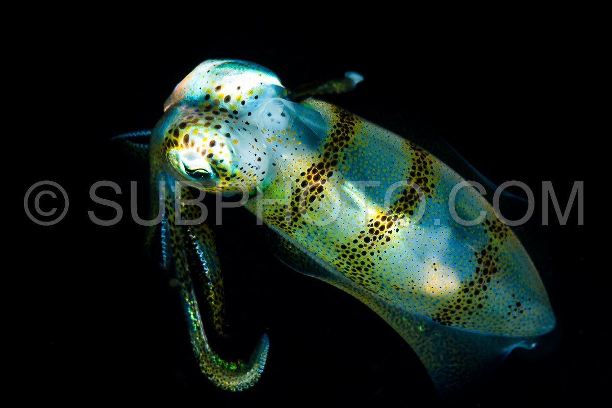 Photo de calmar de récif à gros nez