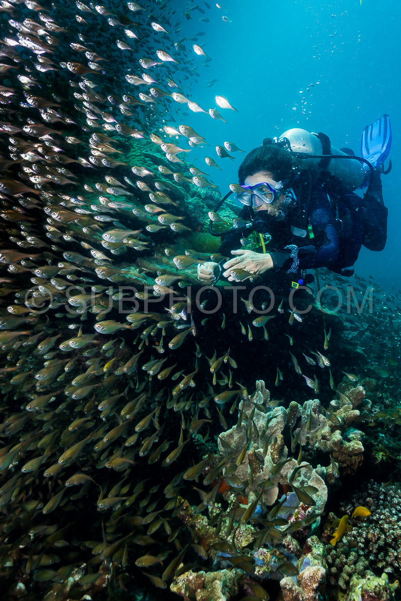 Photo de femme en plongée sous-marine au milieu d'un banc de poissons balayeurs sombres