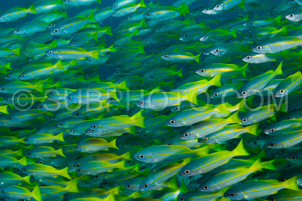 Photo de banc de vivaneaux