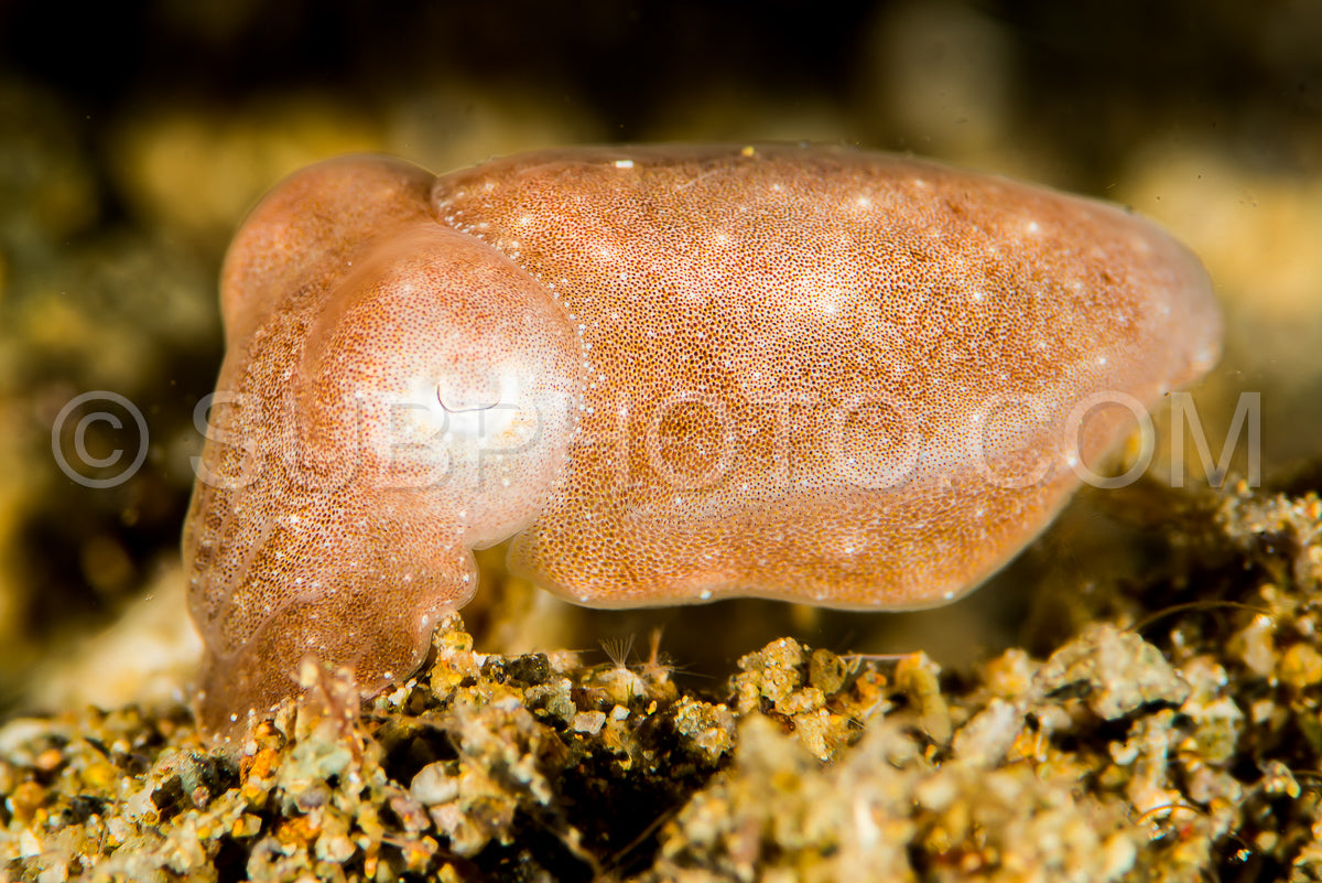 juvenile broadclub cuttlefish