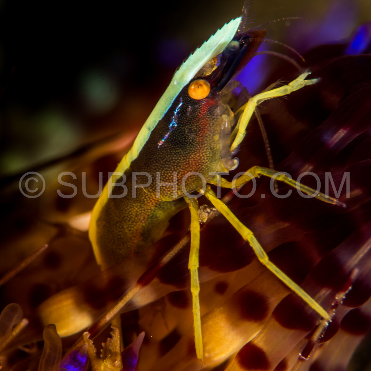 brook urchin shrimp