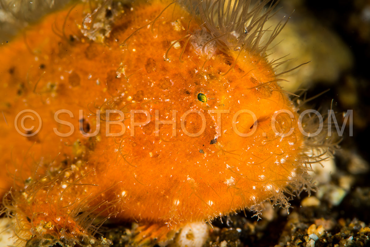 juvenile hairy striated frogfish