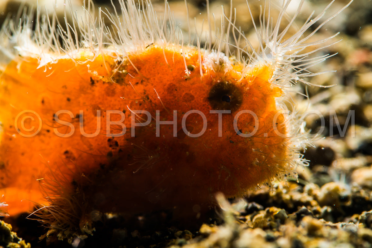 juvenile hairy striated frogfish