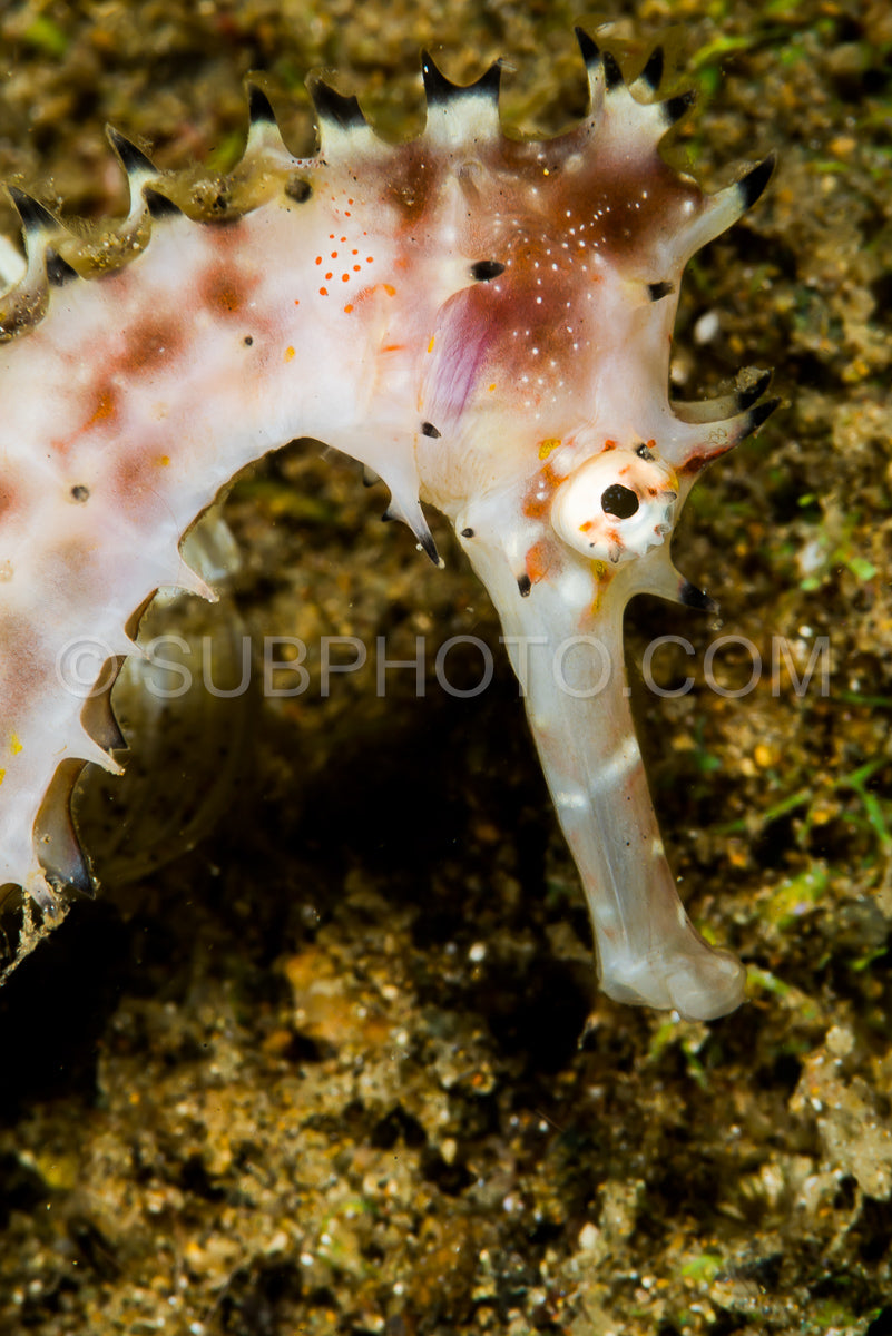 Photo de espèce inconnue d'hippocampe gros plan