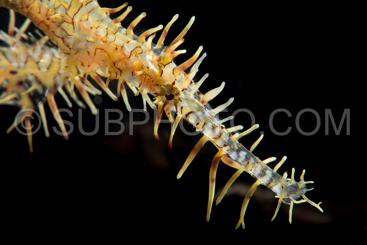 Photo de Poisson fantôme orné femelle