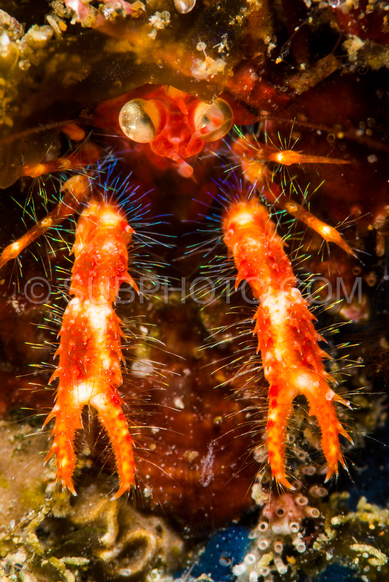 Olivar's squat lobster- a bug-eyed crab in Anilao- Philippines