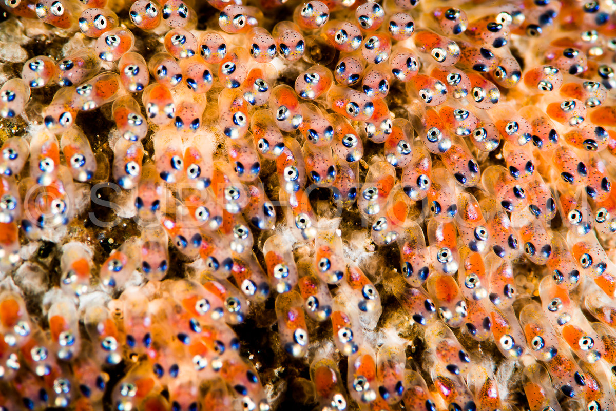 Clown fish eggs