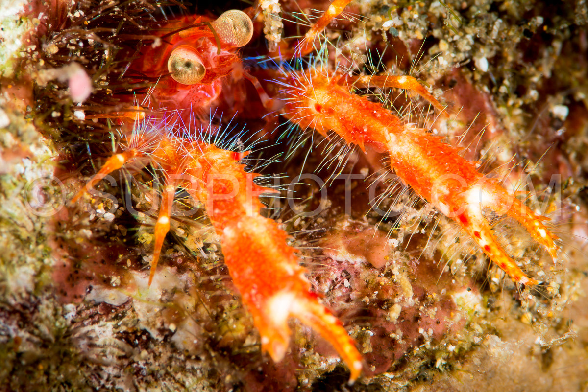 Olivar's squat lobster- a bug-eyed crab in Anilao- Philippines