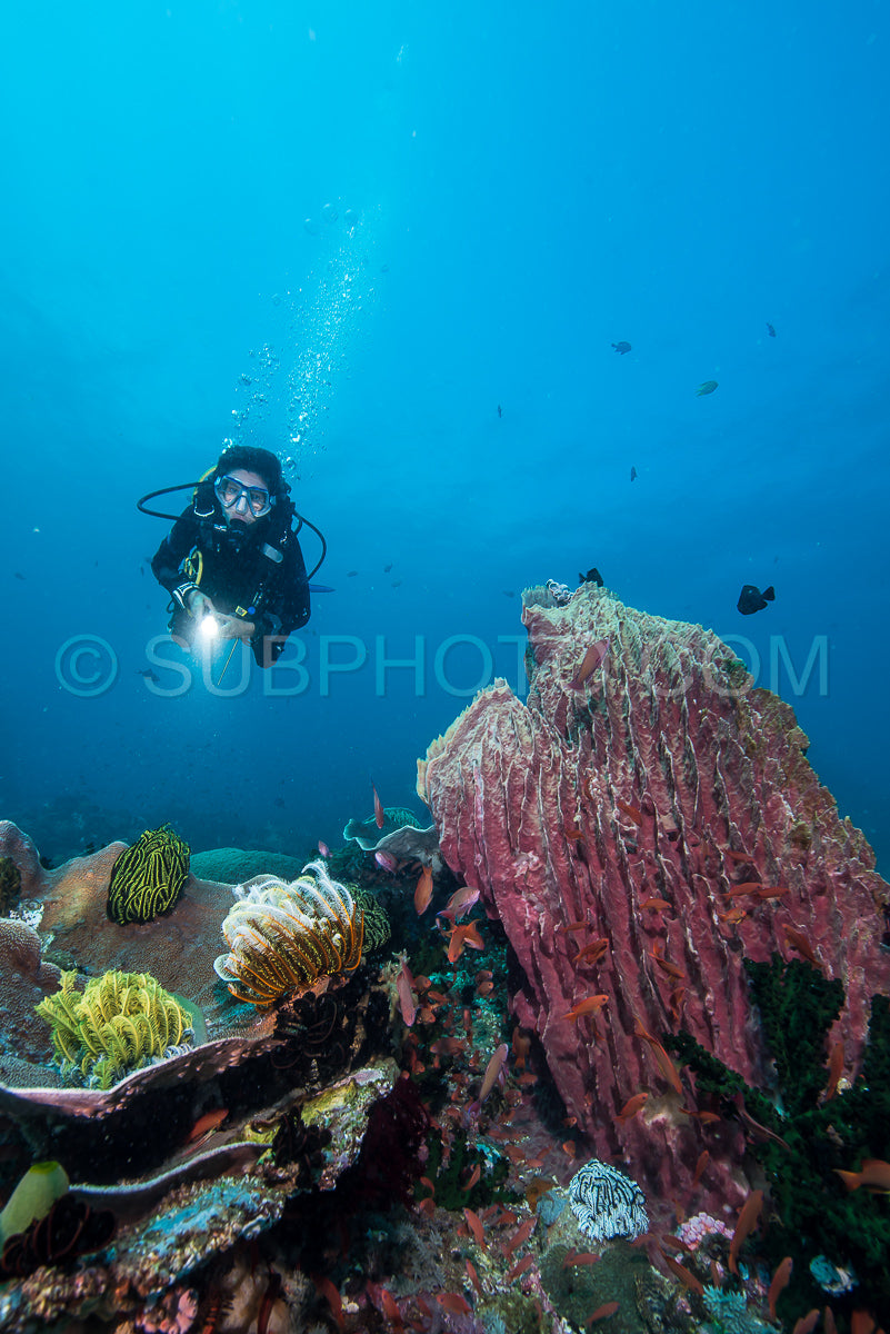 woman scuba diving on a tropical reef in the Philippines