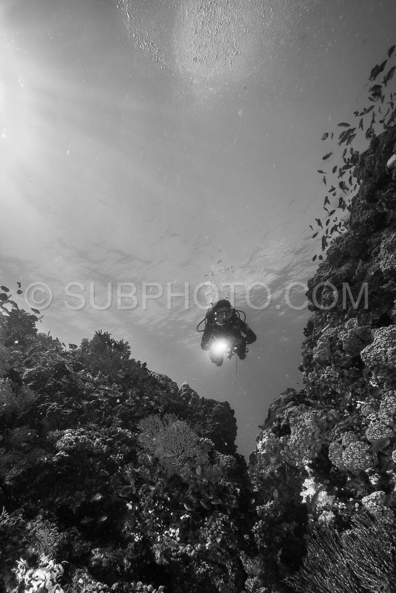 woman scuba diving over soft coral on a tropical reef