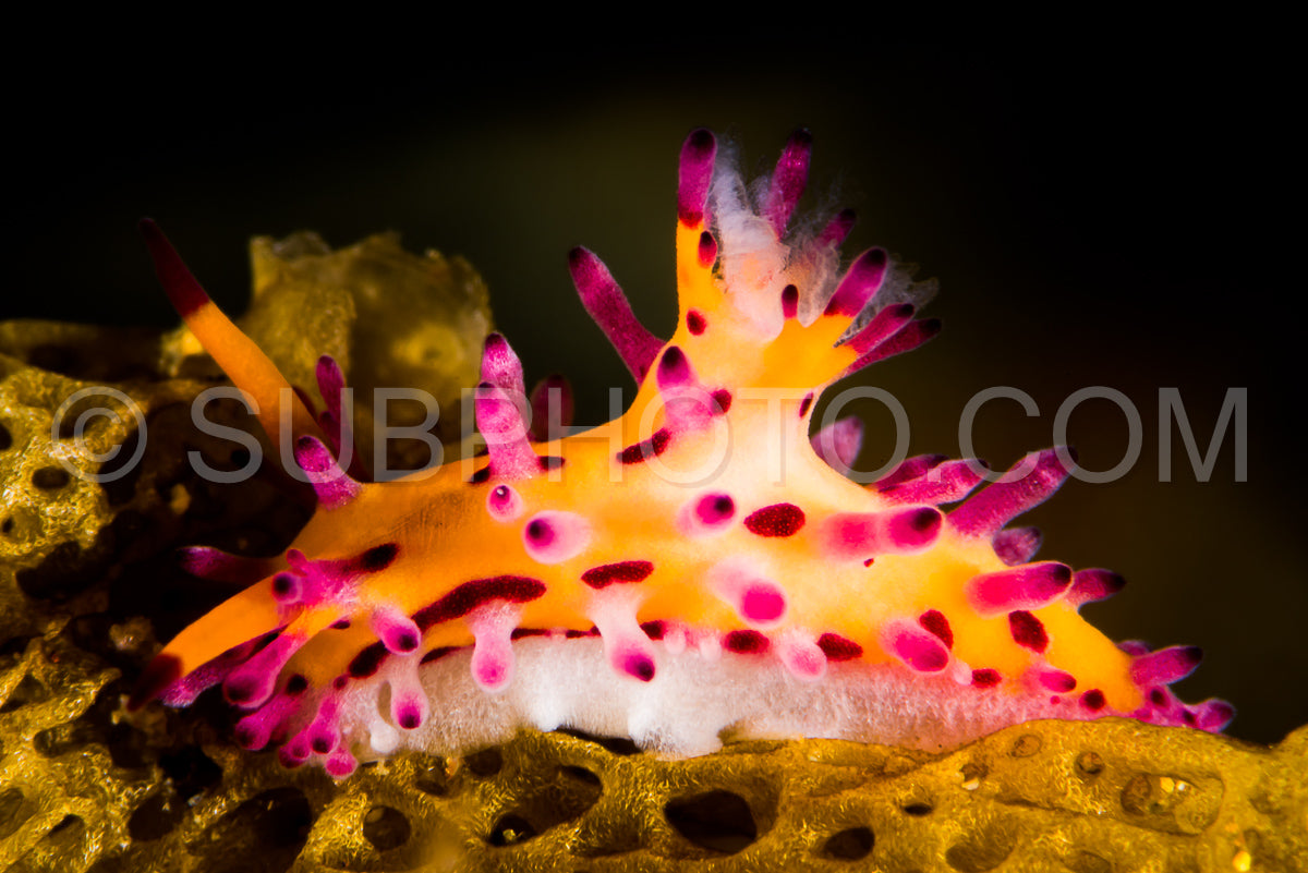 Photo de nudibranche aegires villosus farran