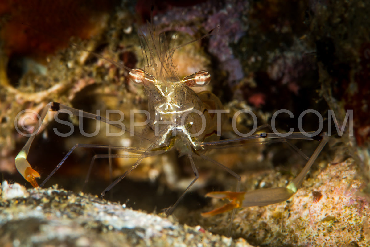 Photo de indéterminée crevette commensale