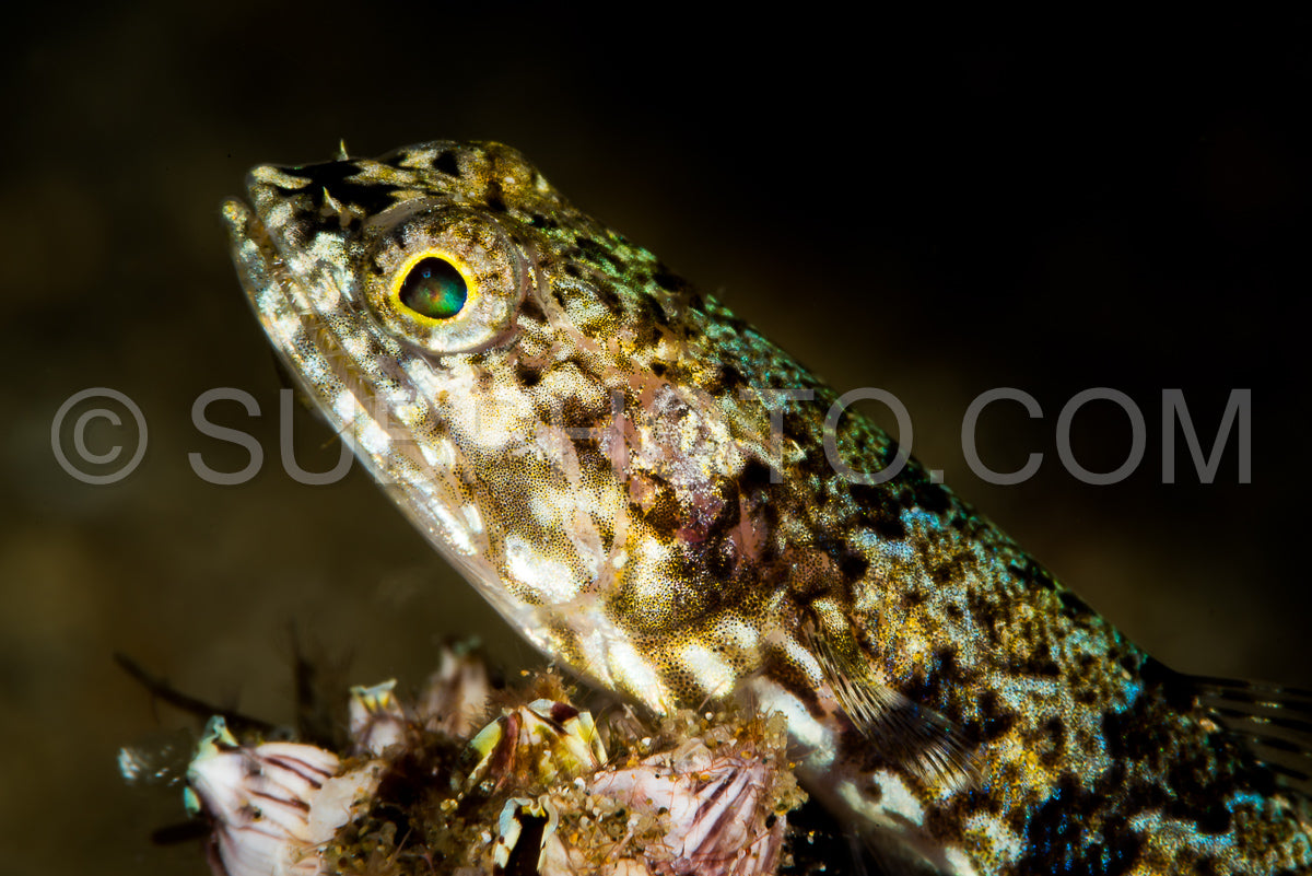 clearfin lizardfish fish