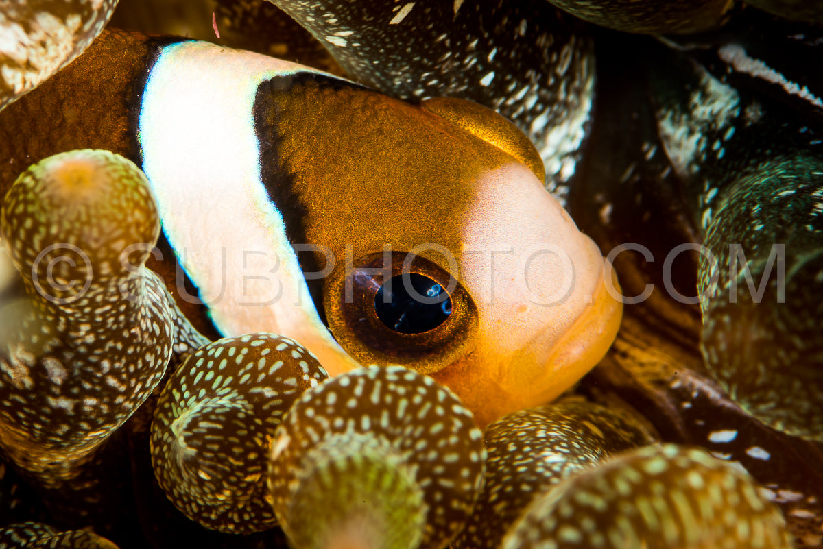 Clark's anemonefish