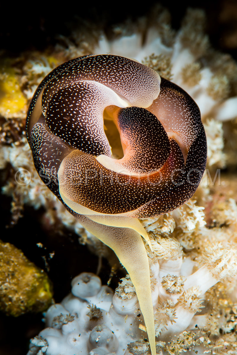 two nudibranch chelidonura amoena Bergh mating