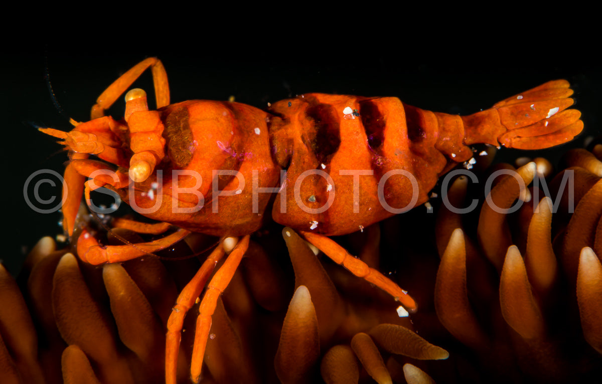Photo de crevette corail anker whip