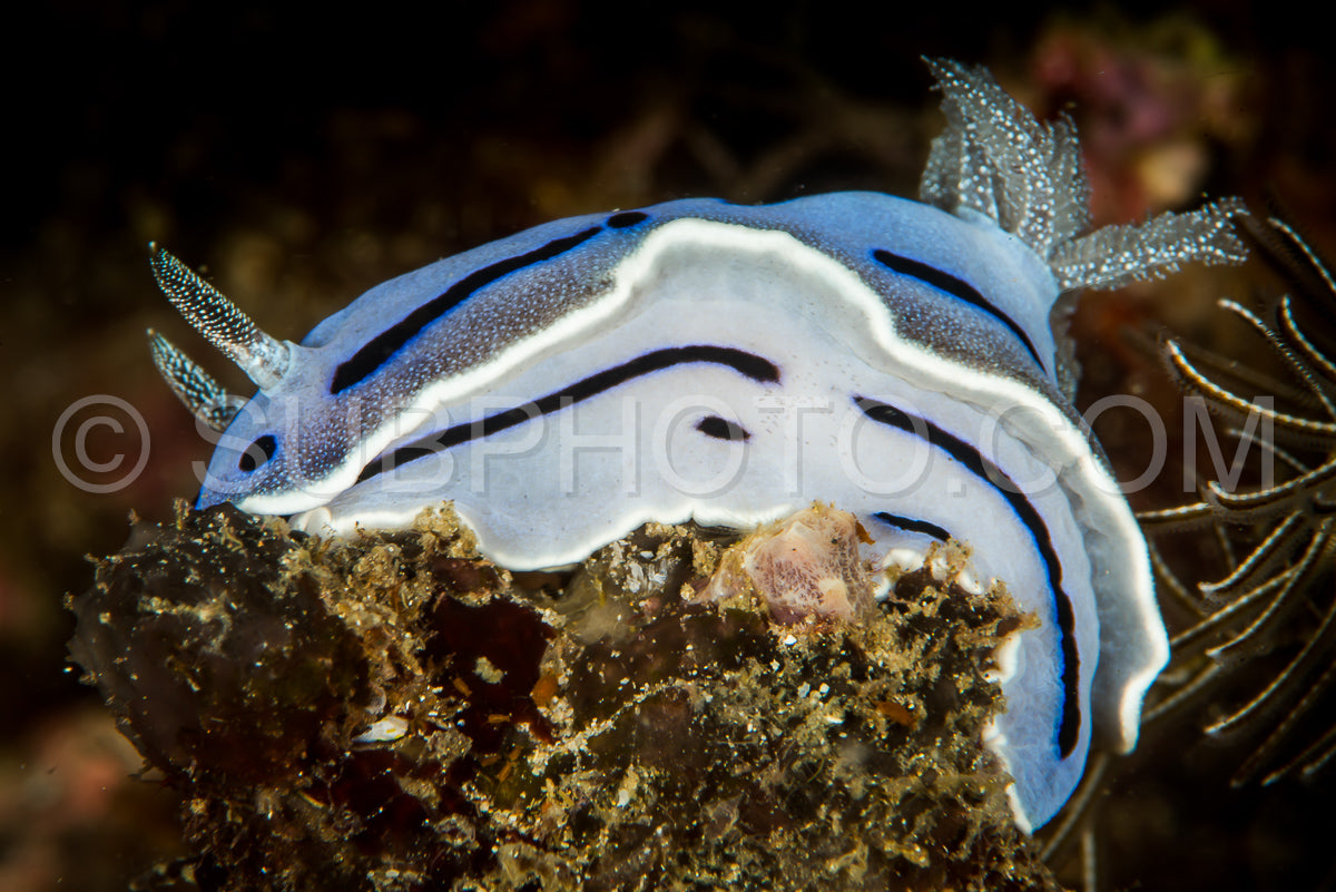 nudibranch chromodoris willani Rudman