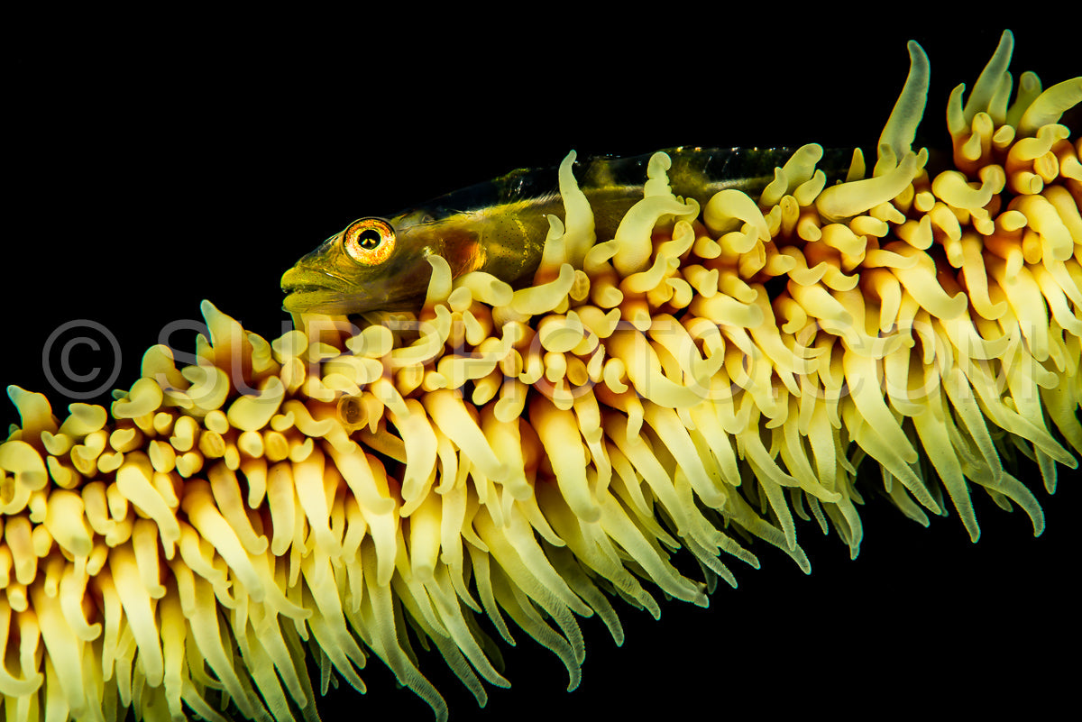 Photo de Gobie corail en fil de fer sur fond noir