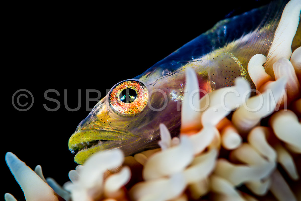 Photo de Gobie corail en fil de fer sur fond noir