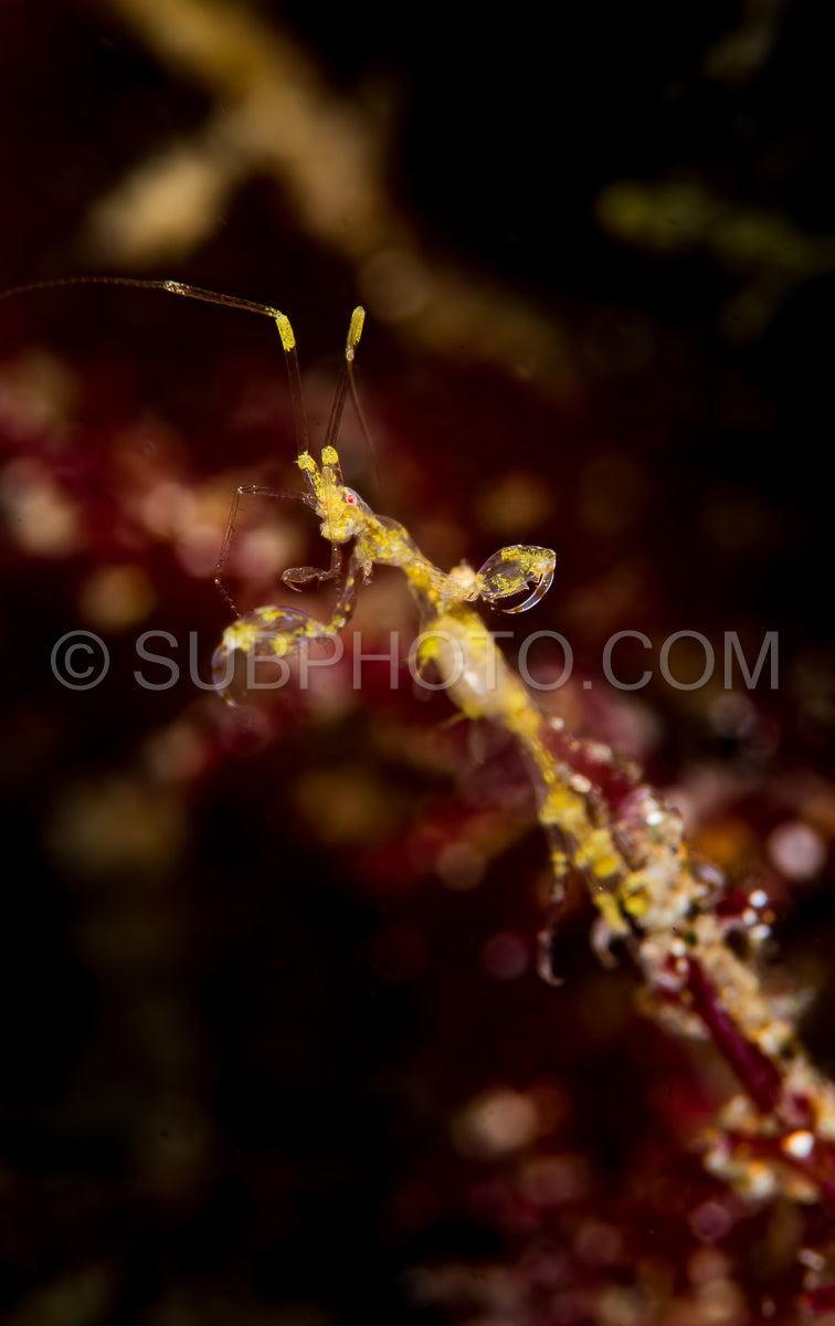 Skeleton shrimp closeup
