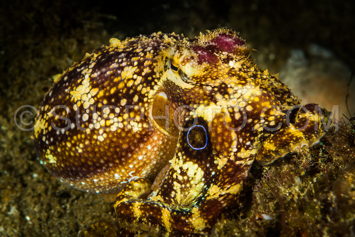Photo de Pieuvre ocellée empoisonnée