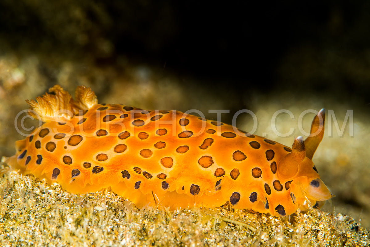 nudibranch dendrodoris guttata