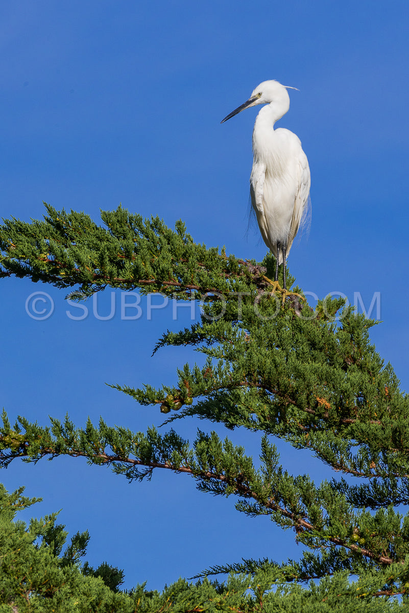 egret resting on a pine tree