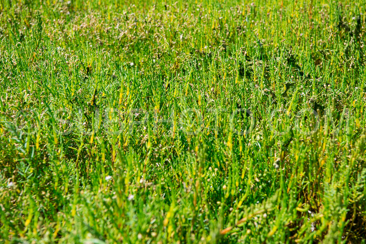 Photo de Salicorne (Salicornia europaea) dans le Grand Traict- Le Croisic- Bretagne- France