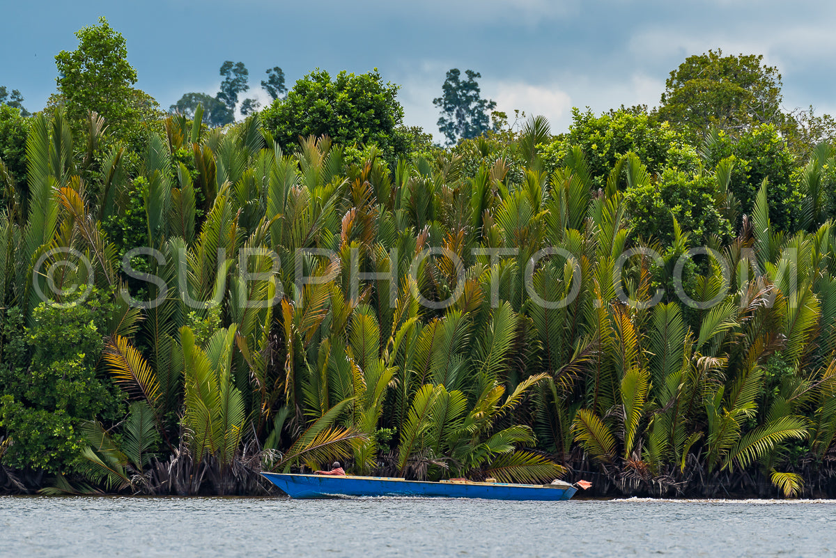 Photo de Croisière en bateau en bois sur la rivière Berau - Bornéo - Kalimantnan - Indonésie