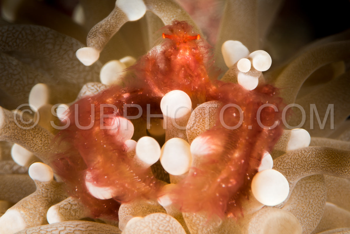 orangutan crab in an anemone