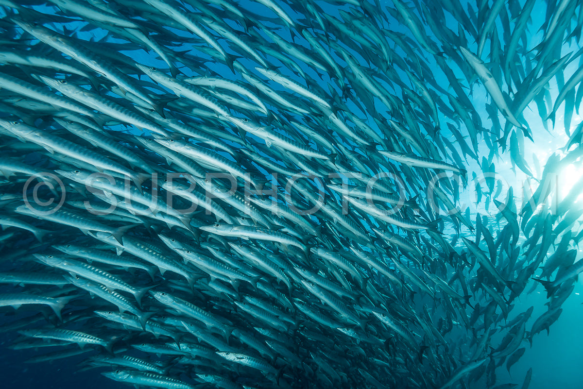 Photo de Banc de barracudas à nageoires noires dans le Big Fish Country- Maratua- Kalimantan- Borneo- Indonésie
