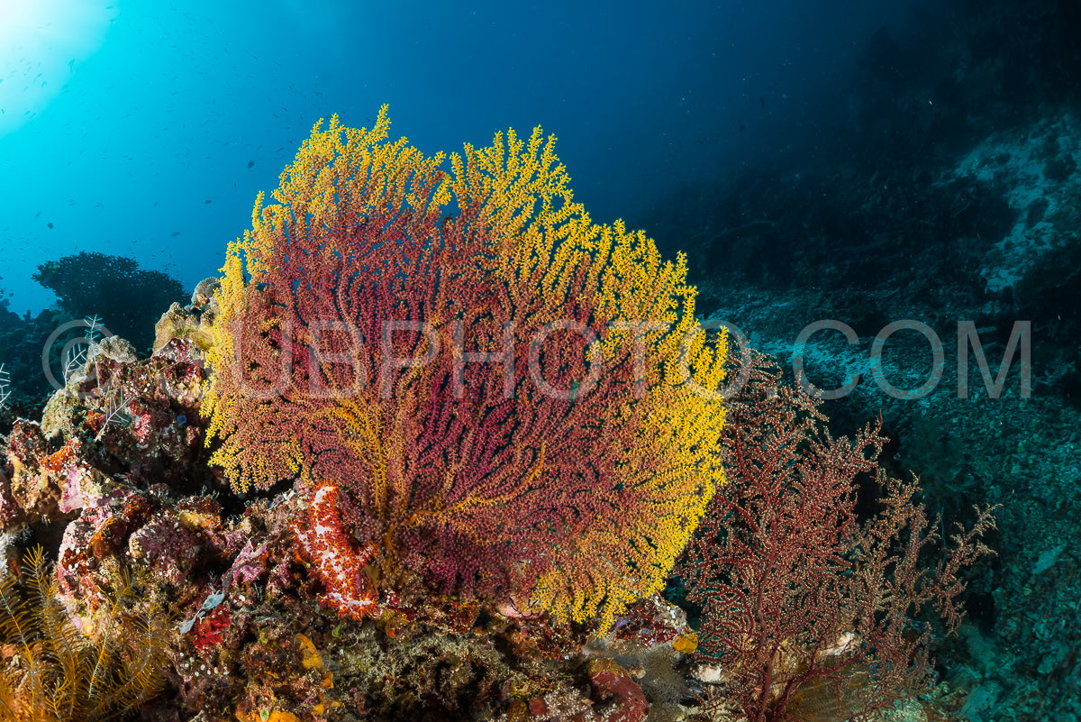Photo de éventail de mer sur la pente d'un récif corallien