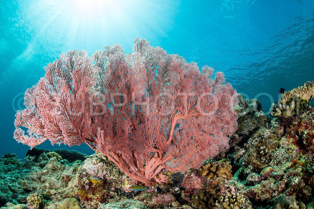 sea fan on the slope of a coral reef with visible sun and rays
