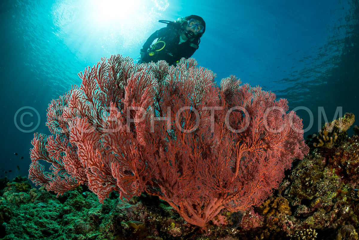 Photo de éventail de mer sur la pente d'un récif corallien avec un plongeur et le soleil et les rayons visibles