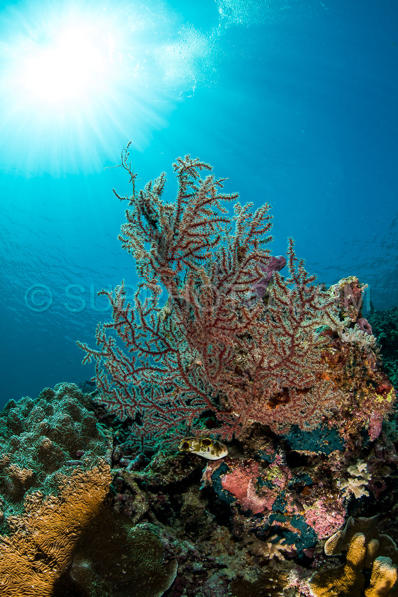 Photo de éventail de mer sur la pente d'un récif corallien avec soleil et rayons visibles