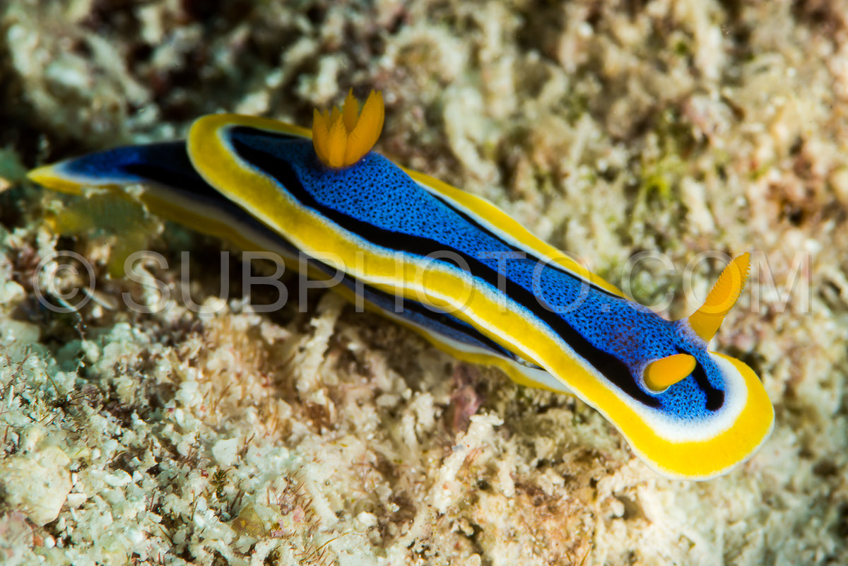 colorful sea slug chromodoris annae Berg