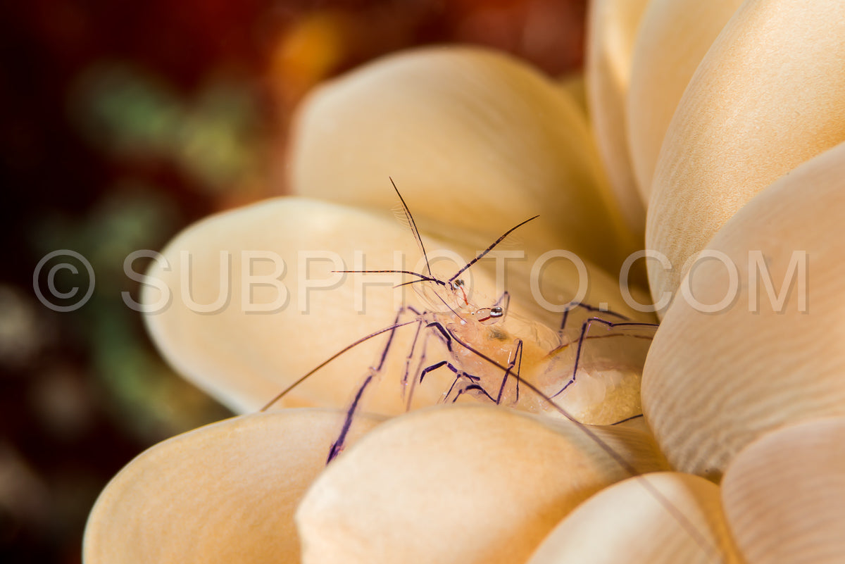Bubble coral shrimp