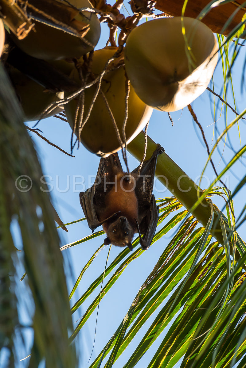 Photo de Chauve-souris frugivore accrochée à l'envers à un palmier sur l'île de Maratua - Kalimantan - Bornéo (Indonésie)