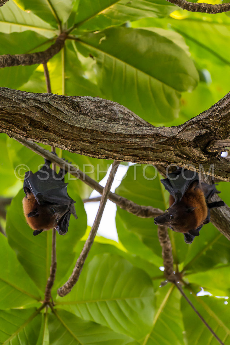 Photo de Chauve-souris frugivore accrochée à l'envers à un palmier sur l'île de Maratua - Kalimantan - Bornéo (Indonésie)