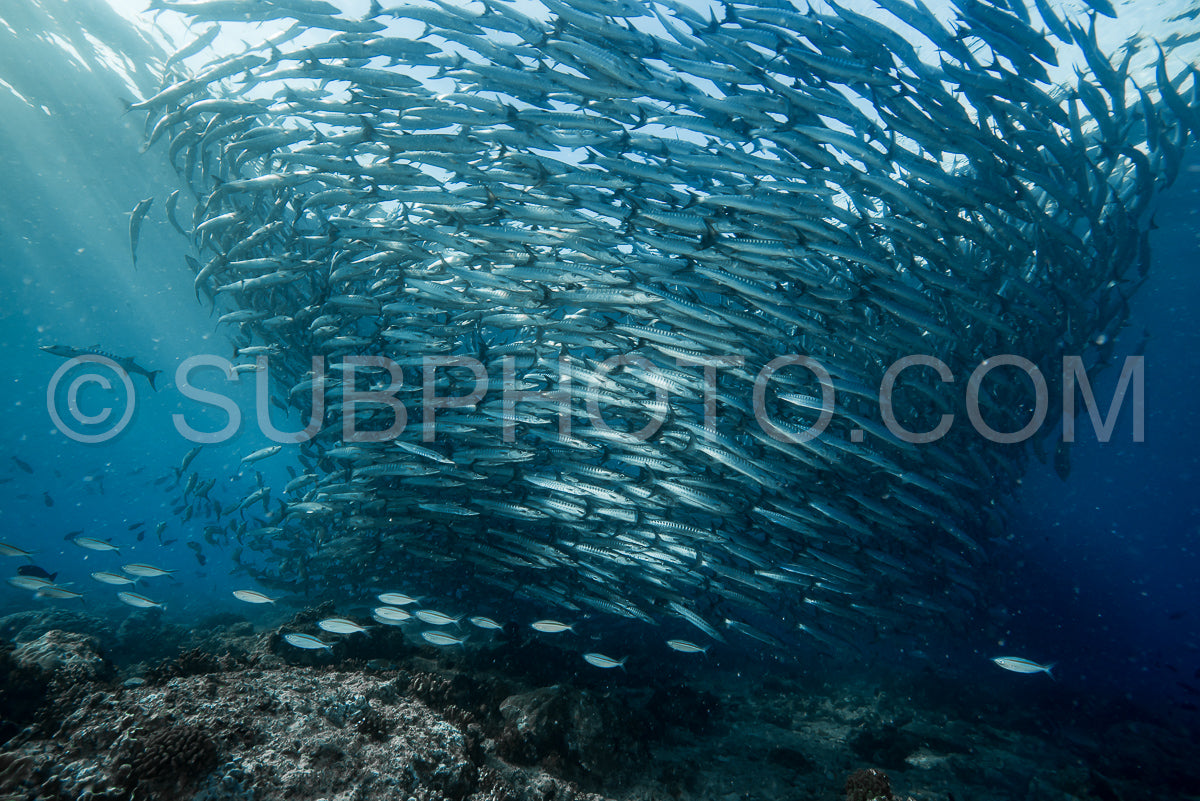 Photo de Banc de barracudas à nageoires noires dans le Big Fish Country- Maratua- Kalimantan- Borneo- Indonésie
