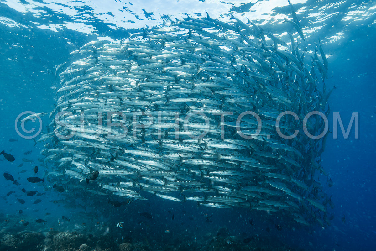 Photo de Banc de barracudas à nageoires noires dans le Big Fish Country- Maratua- Kalimantan- Borneo- Indonésie